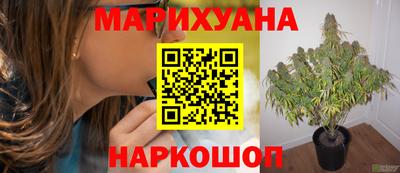 сатива Гулькевичи